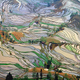 Illustration for article titled This Gorgeous Stained Glass Landscape Is Actually a Rice Field